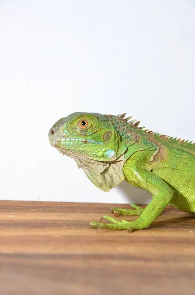 Nahaufnahme Eines Mittelamerikanischen Grünen Leguans — Stockfoto