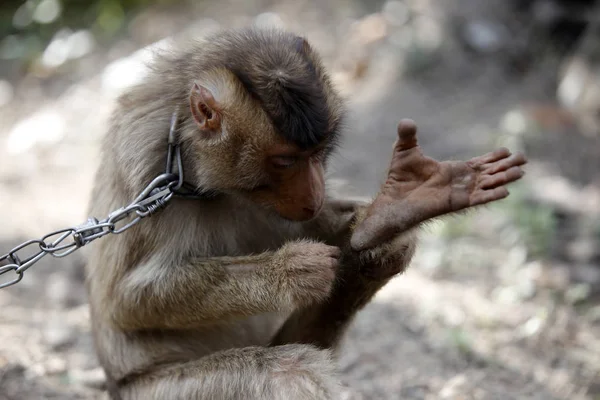 Porträt Des Angeketteten Affen Mit Kragen Der Nähe Des Kokosbaums — Stockfoto
