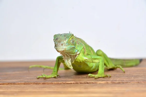 Vista Perto Uma Iguana Verde Centro Americana — Fotografia de Stock