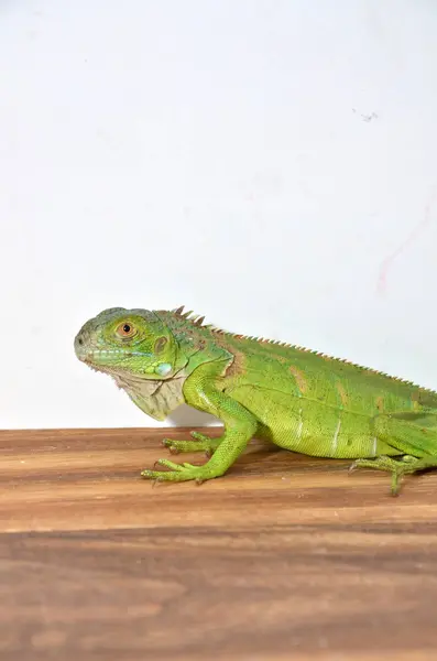 Nahaufnahme Eines Mittelamerikanischen Grünen Leguans — Stockfoto