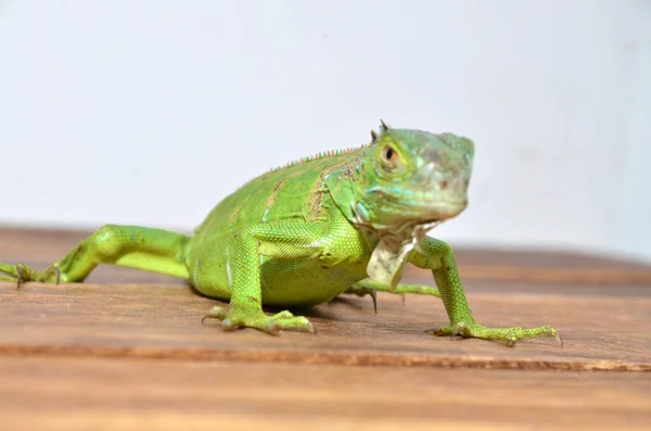 Vista Perto Uma Iguana Verde Centro Americana — Fotografia de Stock