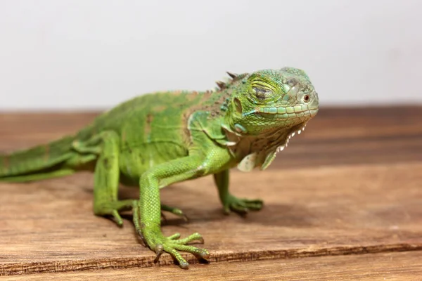 Vista Cerca Una Iguana Verde Centroamericana —  Fotos de Stock