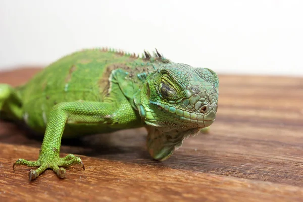 Closeup View Central American Green Iguana — Stock Photo, Image