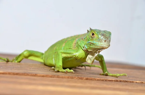 Vista Cerca Una Iguana Verde Centroamericana —  Fotos de Stock