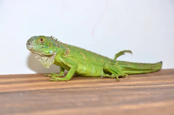 Vista Cerca Una Iguana Verde Centroamericana —  Fotos de Stock