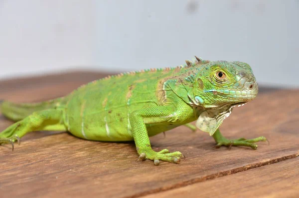 Vue Rapprochée Iguane Vert Amérique Centrale — Photo
