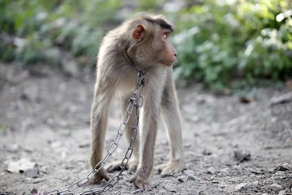 Porträt Des Angeketteten Affen Mit Kragen Der Nähe Des Kokosbaums — Stockfoto