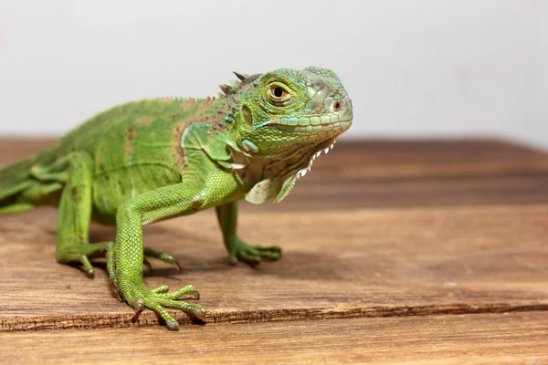 Vista Perto Uma Iguana Verde Centro Americana — Fotografia de Stock