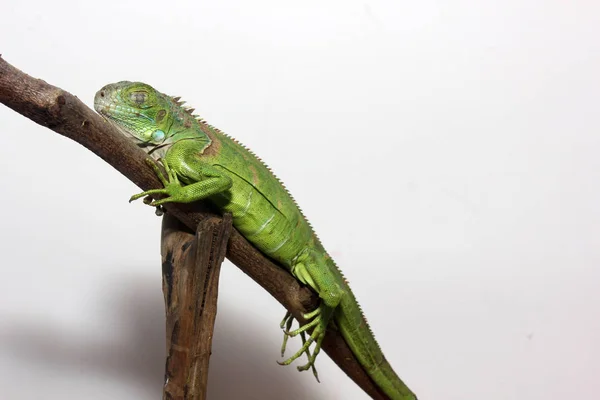中央アメリカの緑のイグアナのクローズアップ — ストック写真