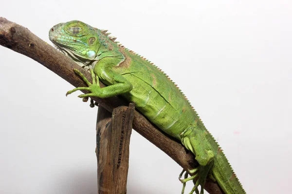 Vista Perto Uma Iguana Verde Centro Americana — Fotografia de Stock