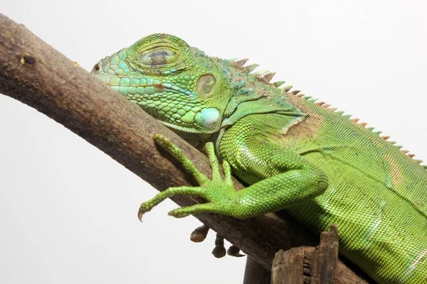 中央アメリカの緑のイグアナのクローズアップ — ストック写真