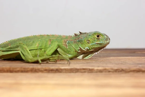 Vista Perto Uma Iguana Verde Centro Americana — Fotografia de Stock