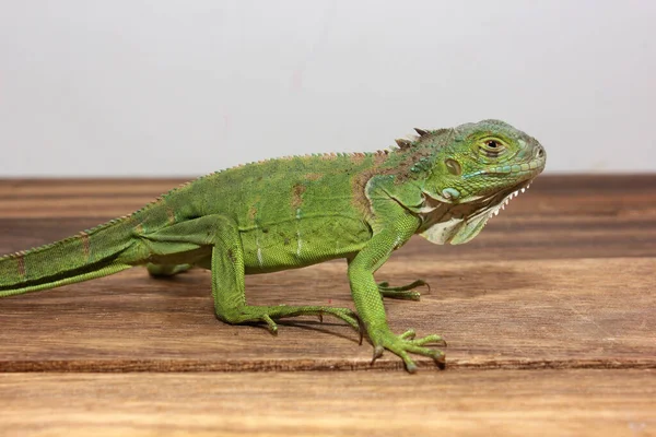 Vista Perto Uma Iguana Verde Centro Americana — Fotografia de Stock