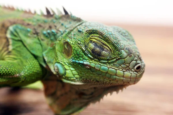 Vista Perto Uma Iguana Verde Centro Americana — Fotografia de Stock