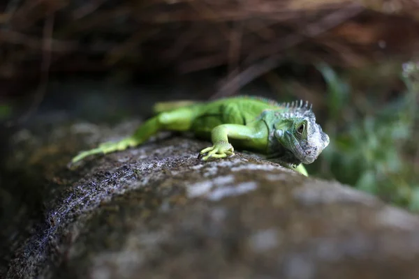 Closeup View Central American Green Iguana — Stock Photo, Image