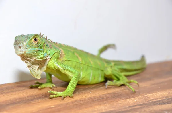 Vista Cerca Una Iguana Verde Centroamericana —  Fotos de Stock