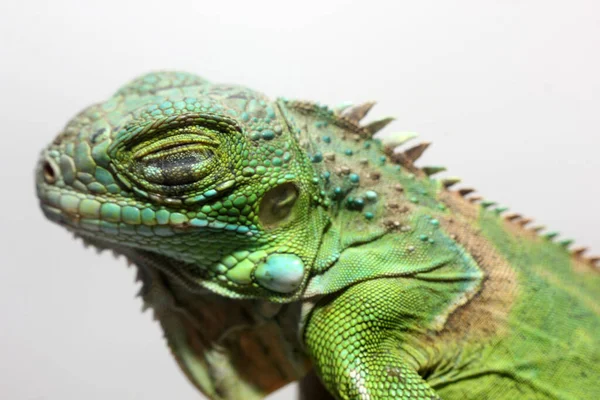 Closeup View Central American Green Iguana — Stock Photo, Image