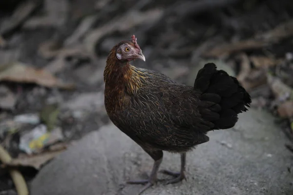Malezyjski Serama Lub Bantam Kurczaka Wypasu Świeżym Powietrzu — Zdjęcie stockowe