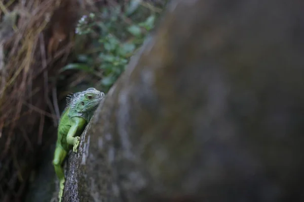 Vista Cerca Una Iguana Verde Centroamericana — Foto de Stock