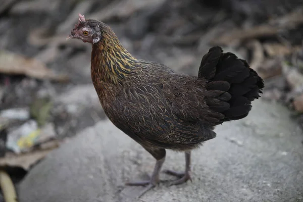 Malaysian Serama Bantam Chicken Graze Outdoor — Stock Photo, Image