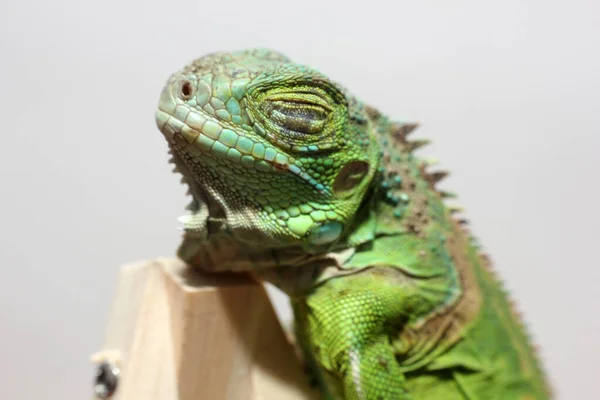 Closeup View Central American Green Iguana — Stock Photo, Image