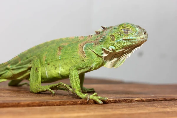 Vista Cerca Una Iguana Verde Centroamericana —  Fotos de Stock