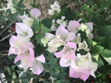 Çiçekler açıyor, bahçesinde yeşillikler var.