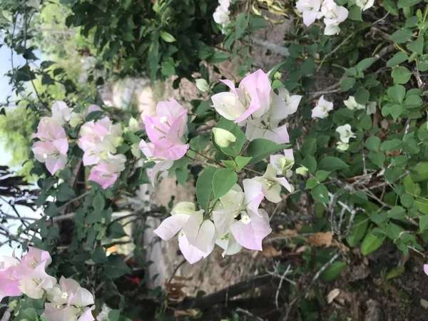 Blühende Bunte Blumen Mit Viel Grün Heimischen Garten — Stockfoto