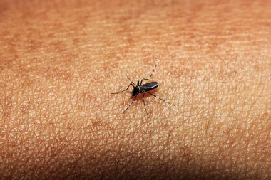 Sivrisinekler insan derisini emiyor.
