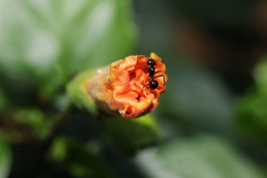 Siyah karıncalar bal çiçeklerini emiyorlar.