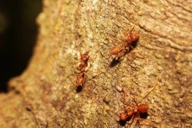 Oecophylla smaragdina Asya 'da bulunur.
