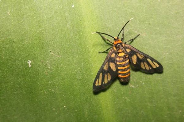 Papillon Tropical Sur Grande Feuille Verte — Photo