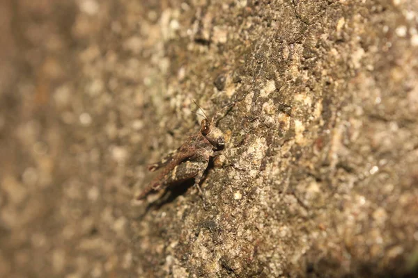 Sauterelle Brune Est Déguisée Pierre — Photo