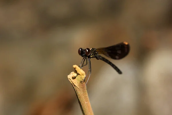 Schwarze Libelle Ebenholzschmuck Ist Den Hängen Des Wasserfalls Finden — Stockfoto