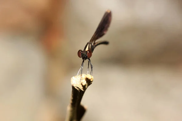 Schwarze Libelle Ebenholzschmuck Ist Den Hängen Des Wasserfalls Finden — Stockfoto