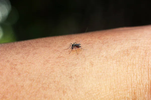 Aedes Mücken Saugen Blut Auf Der Menschlichen Haut — Stockfoto