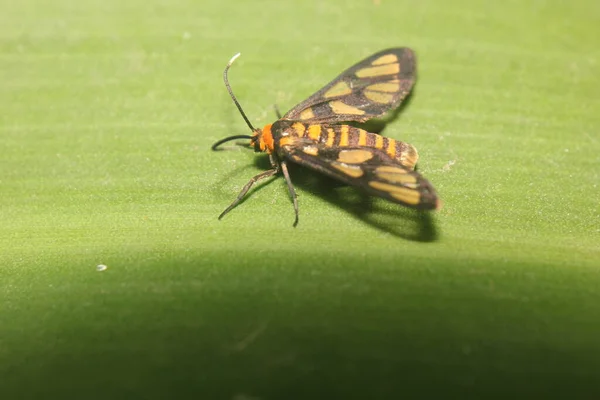 Тропічний Метелик Великому Зеленому Листі — стокове фото