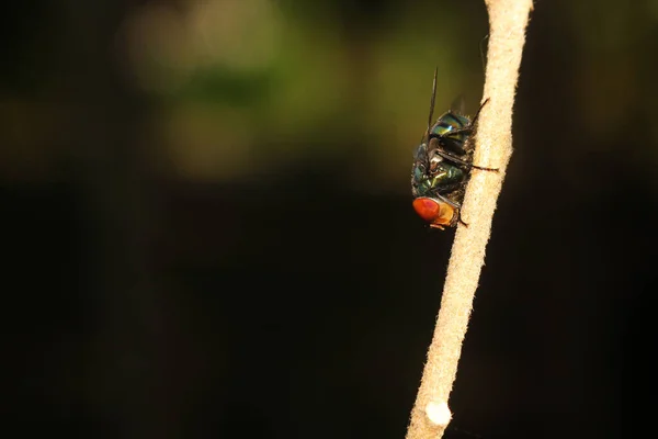 Nahaufnahme Einer Hausfliege — Stockfoto