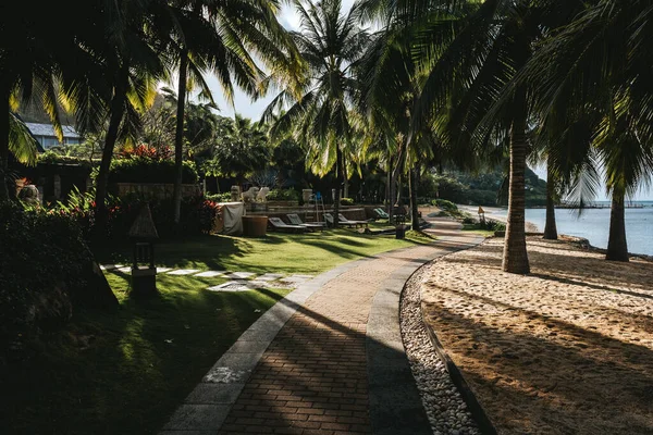Denizin kenarında, tropik bir bahçede, palmiye ağaçları olan bir yol.. — Stok fotoğraf
