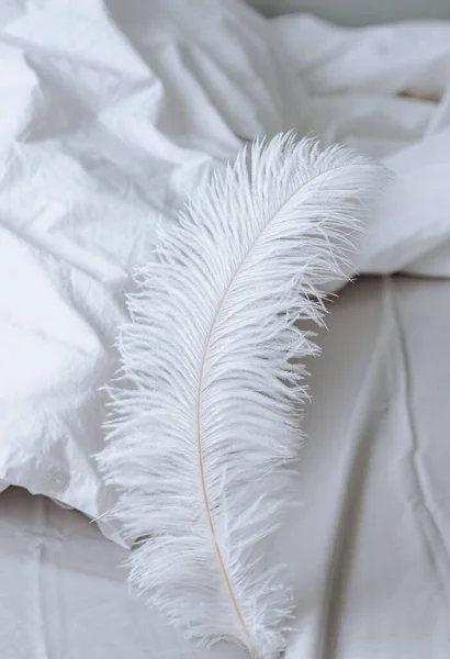 Large white feather on the bed. — Stock Photo, Image