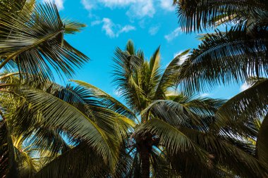 Palmiye dalları ile parlak tropikal arkaplan.