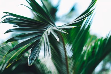 Tropikal bitkiler ve palmiye dalları ile arka plan.