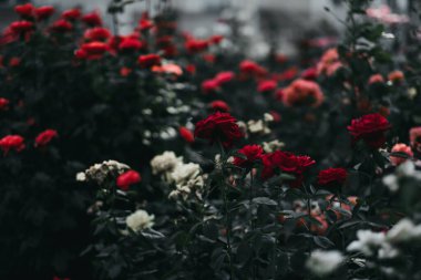 Bahçede kırmızı ve beyaz güller.