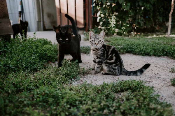Dos pequeños gatos sentados al aire libre en hierba verde y mirando a la cámara . —  Fotos de Stock