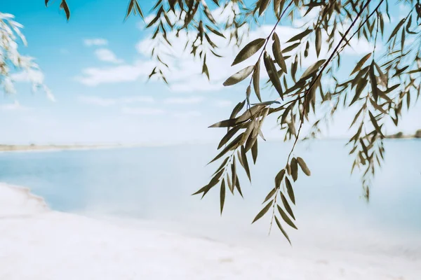 Blue sky, blue sea water and a tree twig with green leaves.