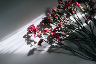 Pembe yapraklı kurumuş tarla çiçeği..