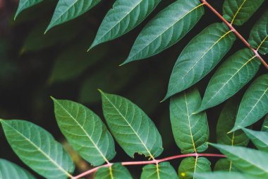 Yeşil yapraklar, tropik bitkiler.