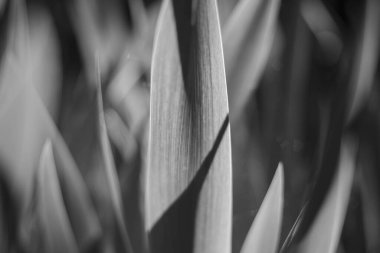 Açık havada güneşte bitki