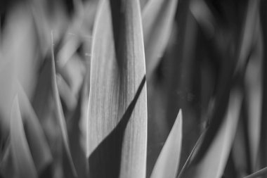 Açık havada güneşte bitki