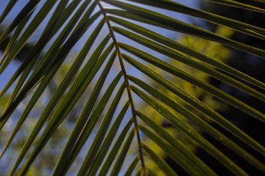 Palmiye ağacı güneş ışığı yazı